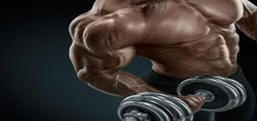 Biceps. Fast? Slow? Both?